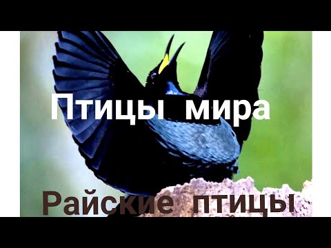 Видео: Птицы мира-2 часть.Райские птицы, Экзотические птицы!Южной Америки и Африканские птицы!