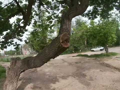 Видео: Алмалык От ..Стеклянного.. мимо ..Весны.. к 16 школе