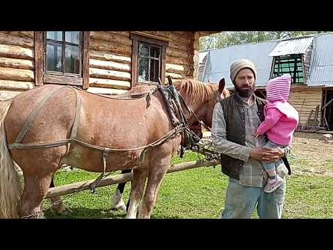 Видео: Почему используем упряжных лошадей на хозяйстве.