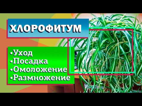 Видео: Хлорофитум Уход Посадка Размножение Омоложение