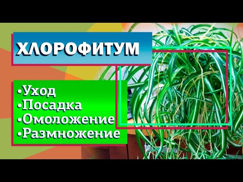 Видео: Хлорофитум Уход Посадка Размножение Омоложение