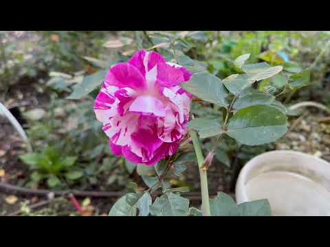 Видео: Клумба у 5 эт.дома , закрываем цветочный сезон !  🌺