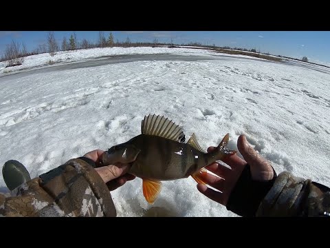 Видео: ПОСЛЕДНИЙ ЛЁД, ОКУНЬ ВЕСНОЙ НА БЛЕСНУ И МОРМЫШКУ! РЫБАЛКА В МАЕ ПО КРЕПКОМУ ЛЬДУ!