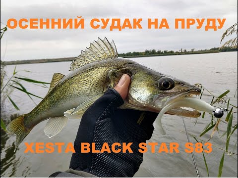 Видео: Как словить судака на сельском пруду  осенью спиннингом Xesta Black Star s83.