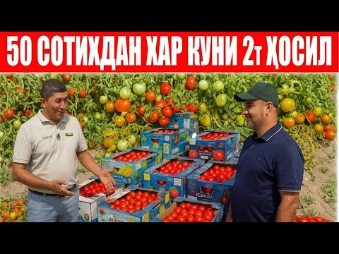 Видео: Тожикистонда такрорий экинга экилган Сюзана Плюс хар куни 2 тоннадан ҳосил бермоқда