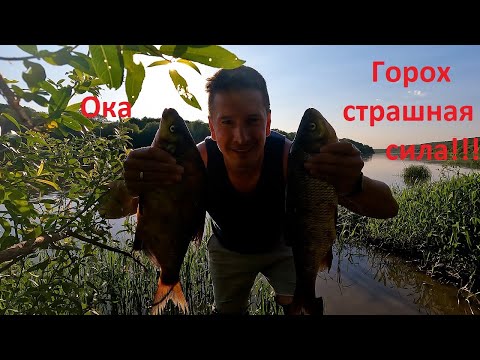 Видео: Поймал ЕГО ВПЕРВЫЕ!!! Я ТВОЮ ВЕРШИНКУ ШАТАЛ!!! #рыбалка #река #рыба #фидер #fishing #донка