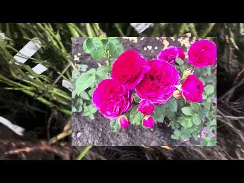 Видео: Розы после зимы, как они? Победители розыгрыша!!