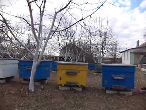 Видео: Болезни пчел . Паралич пчел .Ветом-1 доза 5гр. на 150гр сахарного сиропа 1к1 на одну семью пчел .