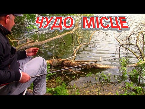 Видео: Чудо місце і правильна наживка дають гарний результат. Карась на боковий кивок в коряжнику