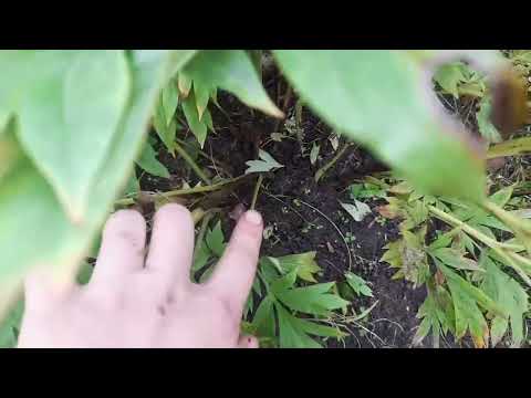 Видео: Ито-гибриды осенью. Что делать с этими пионами?