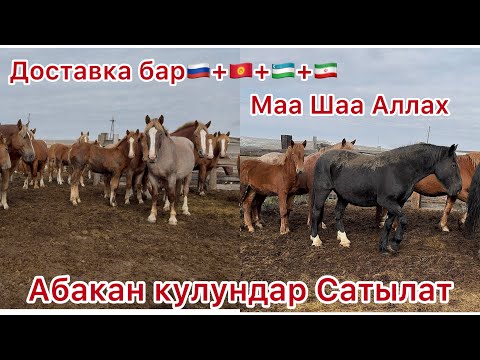 Видео: Доставка бар Абакандан тел+996508711111 😍￼