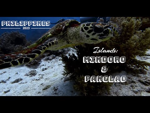 Видео: Лучший дайвинг на Филиппинах в 2023 (острова Миндоро и Панглао, Баликасаг)