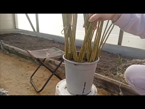 Видео: 💁 За 5 минут плетёное дерево из ивы 🥦🌴🤔