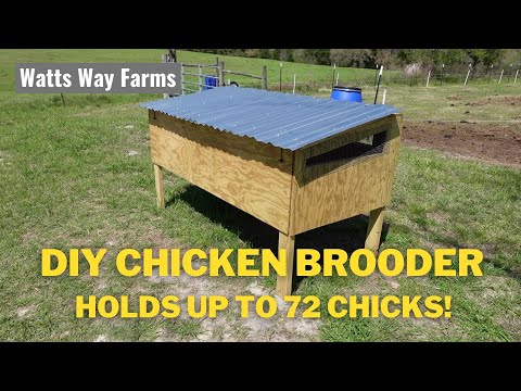 Видео: Самодельный брудер для цыплят вместимостью до 72 цыплят!