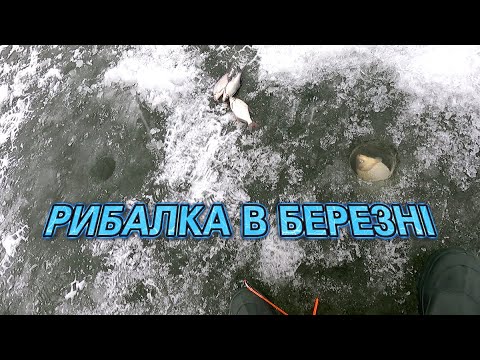 Видео: Він не лізе в лунку!!! Карась і густера в березні