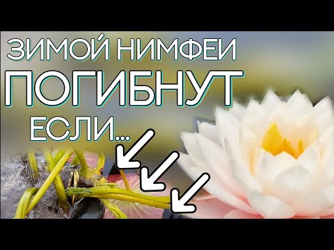 Видео: Зимой нимфеи погибнут если.. Как ухаживать за нимфеями в зимний период.