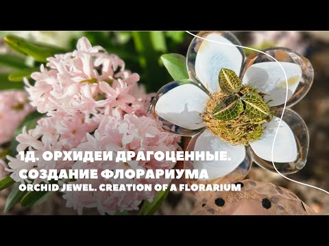 Видео: 1Д. Орхидеи Драгоценные. Создание флорариума / Orchid Jewel. Creation of a florarium