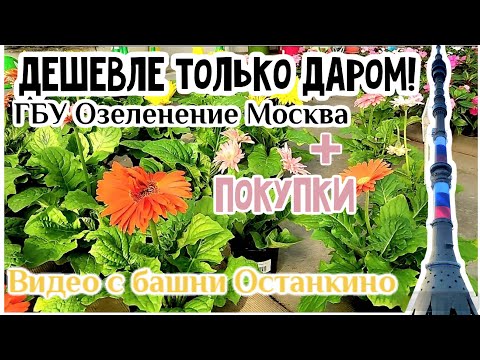 Видео: Обзор растений в садовом центре ГБУ Озеленение + мои новинки. Прогулка на Останкинскую телебашню