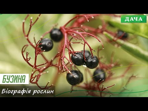 Видео: Бузина. Різноманіття Видів та Сортів Бузини. Лайфхаки по Догляду. Використання бузини у дизайні.