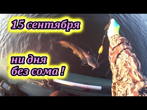 Видео: Ни дня без сома ! 🐋💥 Non dies est catfish !