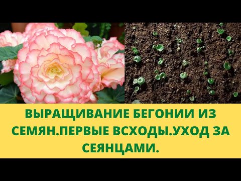 Видео: Выращивание бегонии из семян.Первые всходы.Меняю условия для сеянцев.Важные моменты ухода для роста.