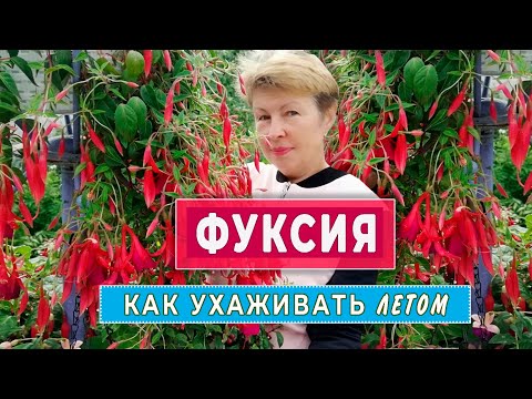 Видео: ФУКСИЯ. Уход за фуксиями летом