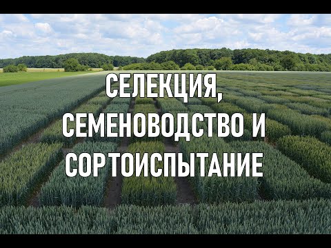 Видео: Селекция, семеноводство и сортоиспытание