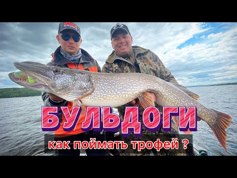 Видео: ЛОВЛЯ ТРОФЕЙНОЙ ЩУКИ НА БУЛЬДОГИ!