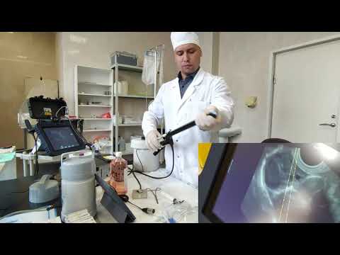 Видео: Трансплантация эмбрионов КРС