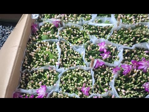 Видео: Аня Буранова