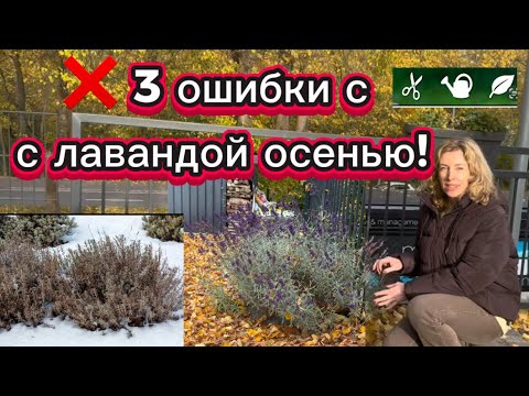 Видео: 3 ошибки с лавандой осенью 🌿 Не обрезаем ,не подкармливаем и не поливаем Как сохранить куст до весны