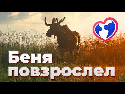 Видео: Удивительная прогулка Бени: лесные приключения