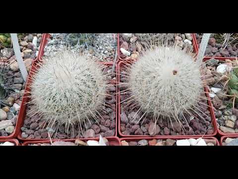 Видео: Кактусы, моя зимующая коллекция. Часть 2. Февраль 2021