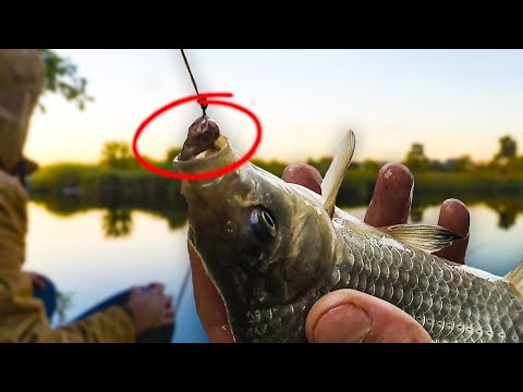Видео: Ловлю КАРАСЯ на ПЕЧЕНЬ, САЛО и КОЛБАСУ! Рыбалка по СОВЕТУ от ПОДПИСЧИКА!