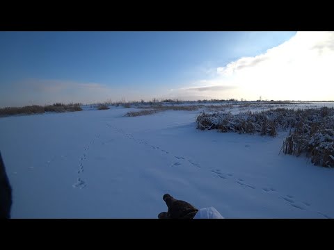 Видео: Охота на зайца 2024-2025  "Мазила" )))))