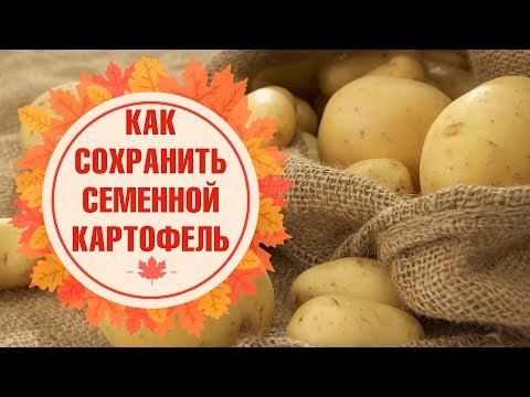 Видео: Семенной картофель ✅ Обработка перед хранением ✅ Условия хранения в погребе