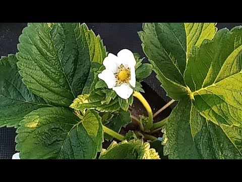 Видео: Новинки 🍓полуниці🍓 постійного плодоношення