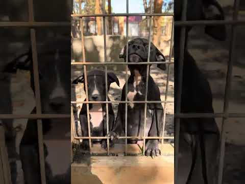 Видео: Мини-тур по двору на Хэллоуин 2025