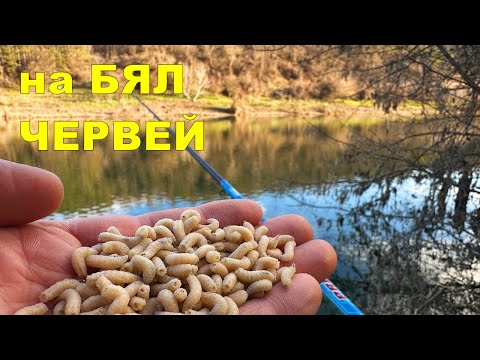 Видео: РИБОЛОВ на РЕКА с ВЪДИЦА и ПЛУВКА в ТЪРСЕНЕ на РИБИ по НЕПОЗНАТИ МЕСТА - КАКВО се СЛУЧИ ?