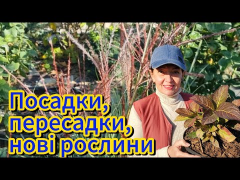 Видео: Купили гарні рослини! Осінні пересадка троянди.