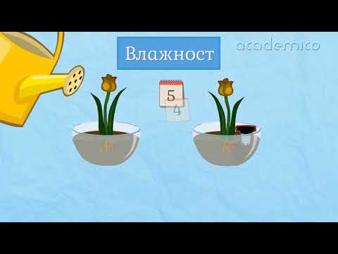 Видео: Дразнимост и движение на растенита - Човекът и природата 4 клас | academico