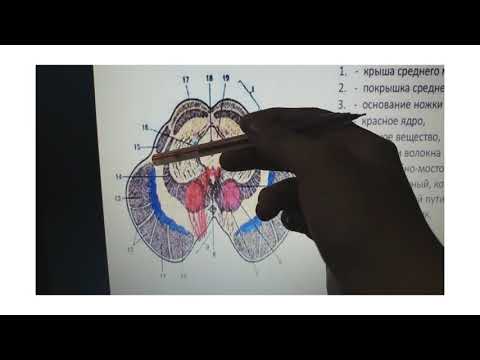 Видео: Ортаңғы ми(mesencefalon)