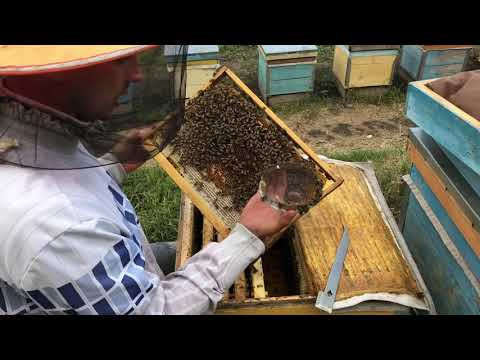 Видео: Как заменить матку в семье на молодую. Эффективный метод