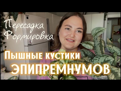 Видео: ЭПИПРЕМНУМЫ | Пересадка | ФОРМИРОВАНИЕ пышного КУСТИКА | СЦИНДАПСУСЫ | МНОГО черенков