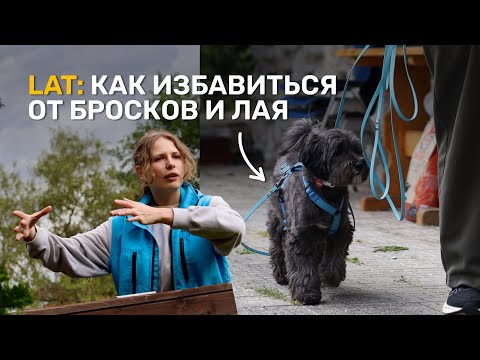 Видео: Собака бросается на других собак и людей. Протокол LAT