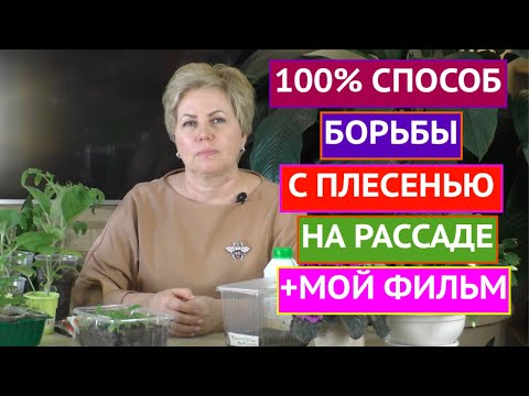 Видео: ВРАГ РАССАДЫ! ПЛЕСЕНЬ НА РАССАДЕ МОЖЕТ БЫТЬ ОЧЕНЬ ОПАСНА!