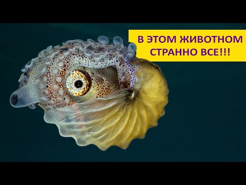 Видео: АРГОНАВТЫ - удивительные осьминоги в раковинах! Наталья Носова