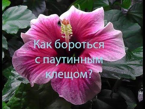 Видео: Как бороться с паутинным клещом?- видео Ольги Пряниковой