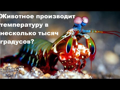 Видео: Животное производит температуру в несколько тысяч градусов?