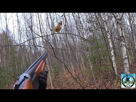 Видео: ХИТРЫЙ МАНОК НА РЯБЧИКА ДАЛ РЕЗУЛЬТАТ, Осенняя охота 2022.